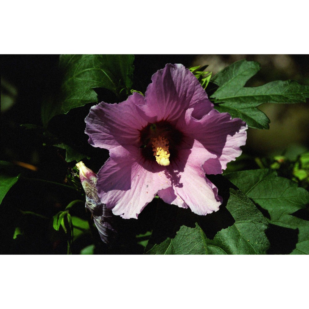 hibiscus syriacus l.