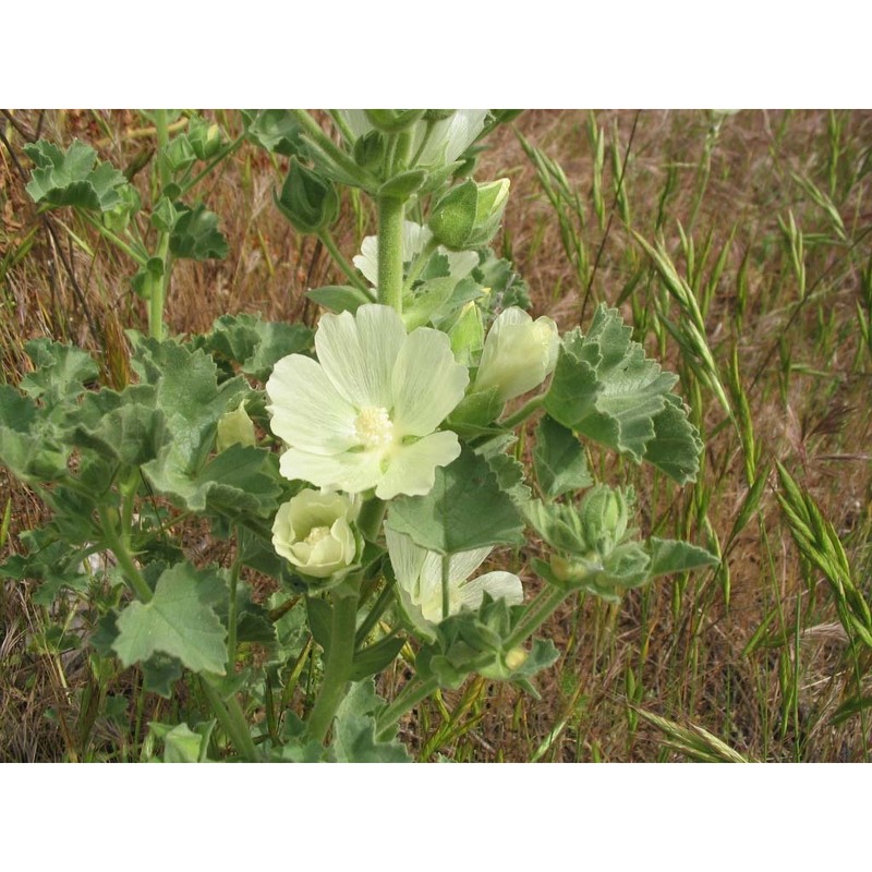 lavatera agrigentina tineo