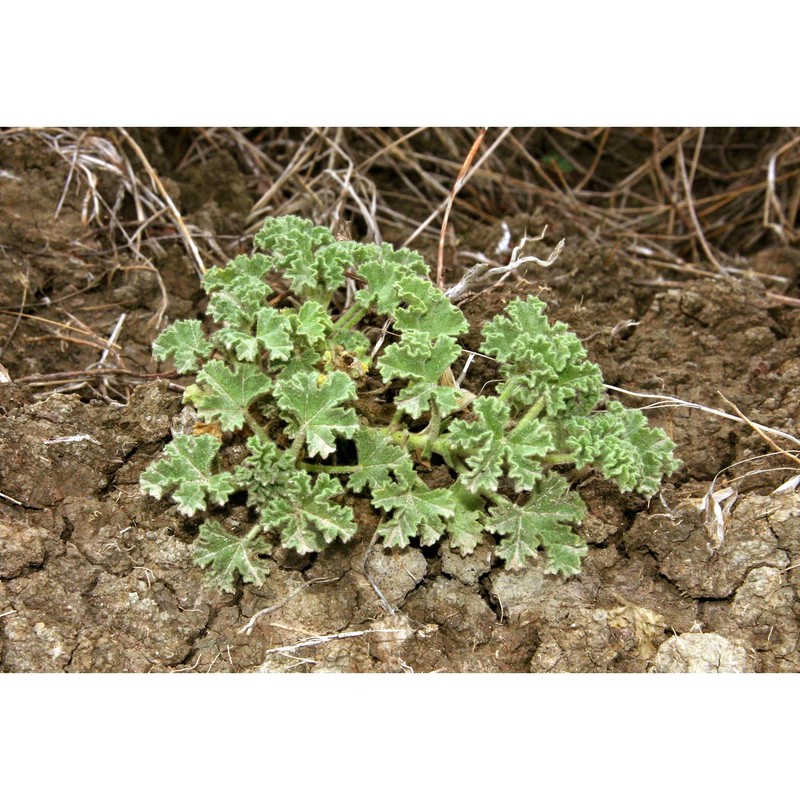 lavatera agrigentina tineo