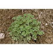 lavatera agrigentina tineo