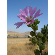 lavatera plazzae atzei