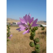 lavatera plazzae atzei