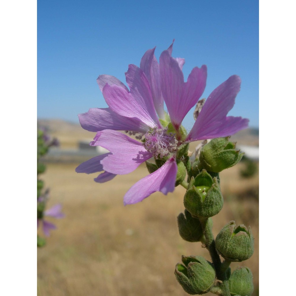 lavatera plazzae atzei