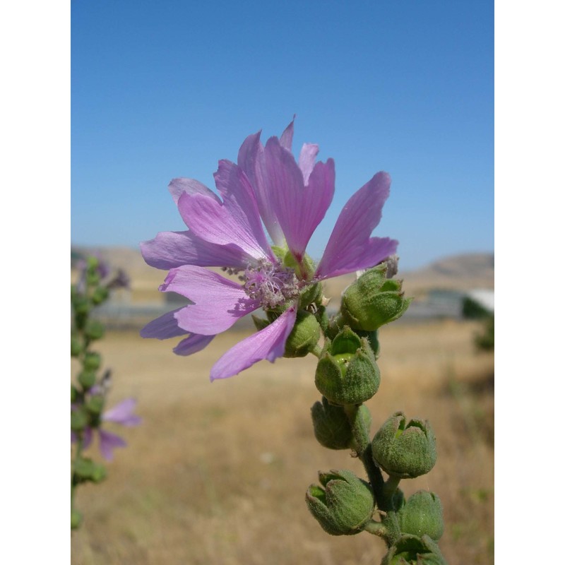 lavatera plazzae atzei