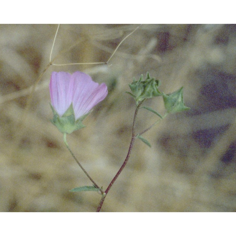 lavatera punctata all.