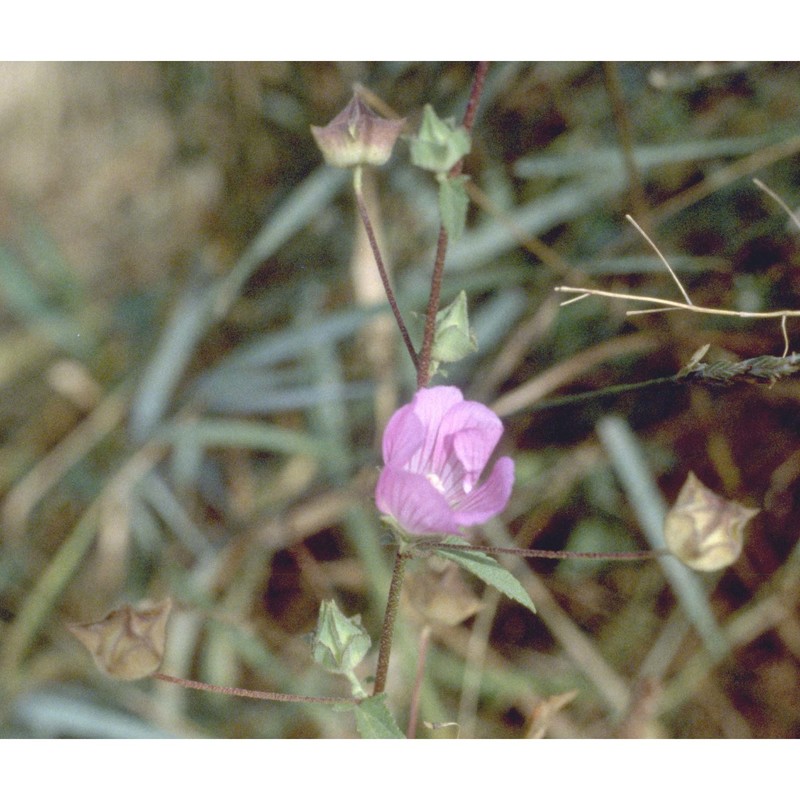 lavatera punctata all.