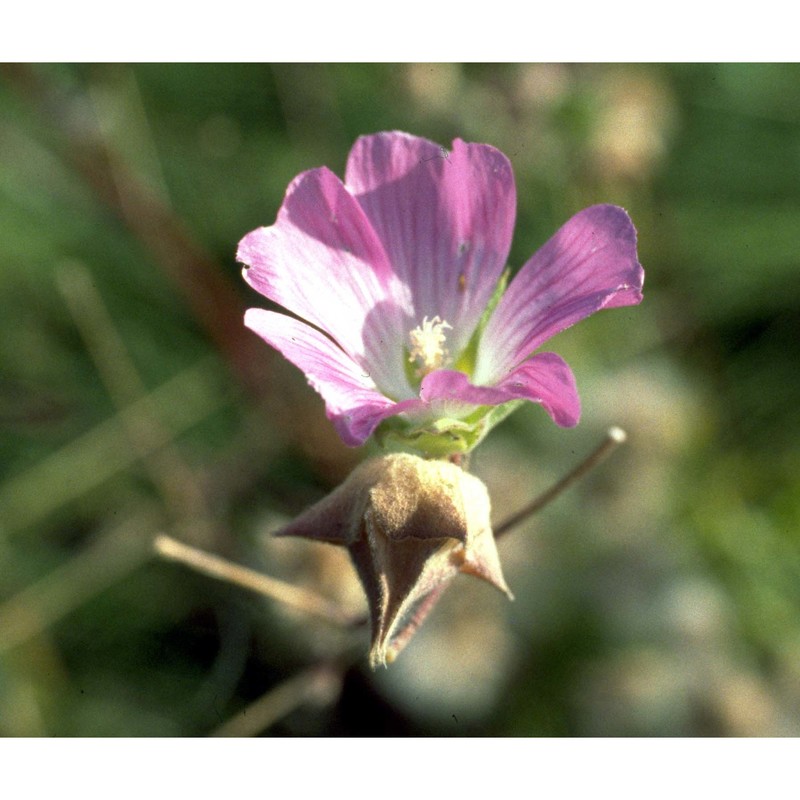 lavatera punctata all.