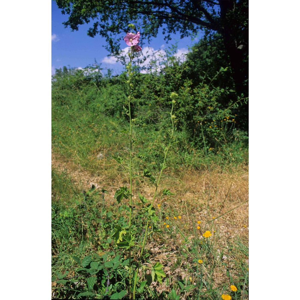 lavatera thuringiaca l.