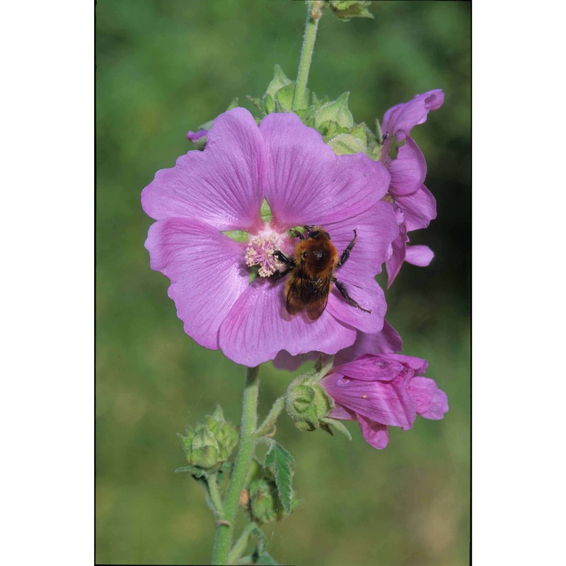 lavatera thuringiaca l.