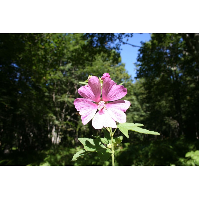 lavatera thuringiaca l.