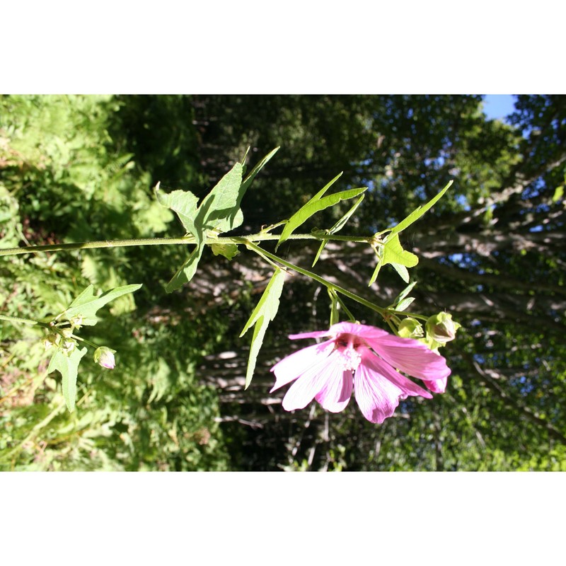 lavatera thuringiaca l.