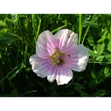 malope malacoides l.