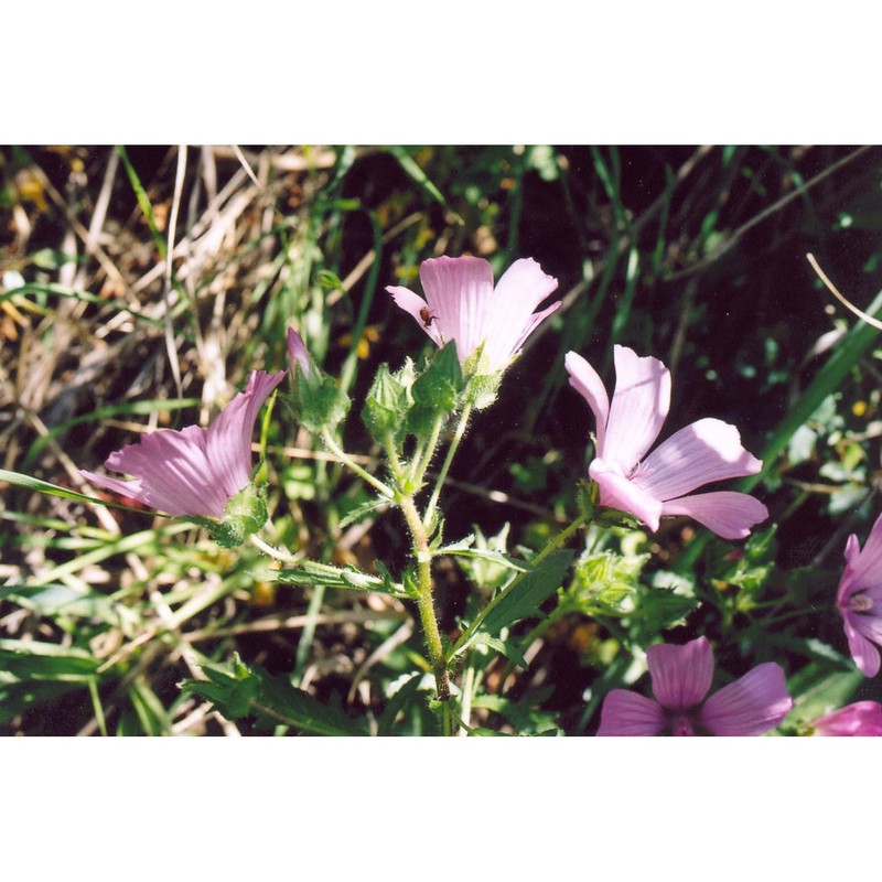 malope malacoides l.