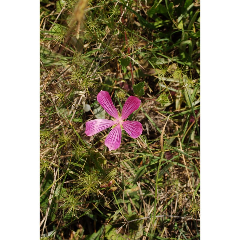 malope malacoides l.