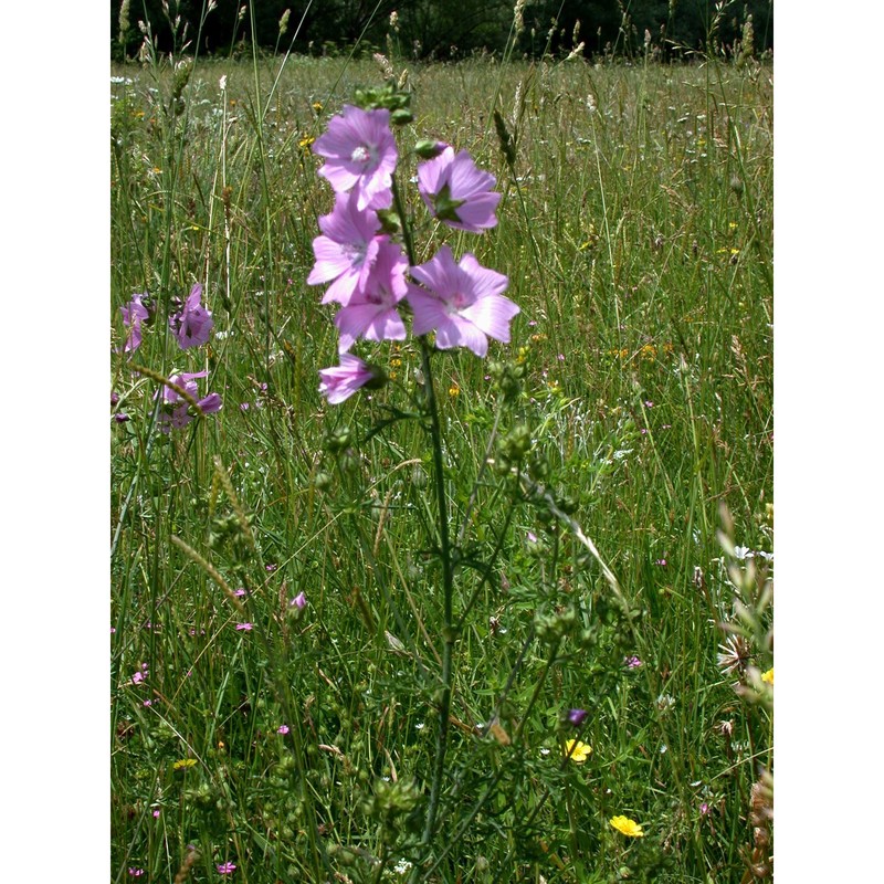 malva alcea l.