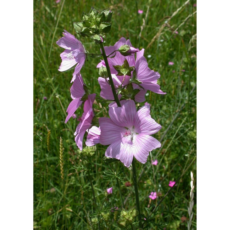 malva alcea l.