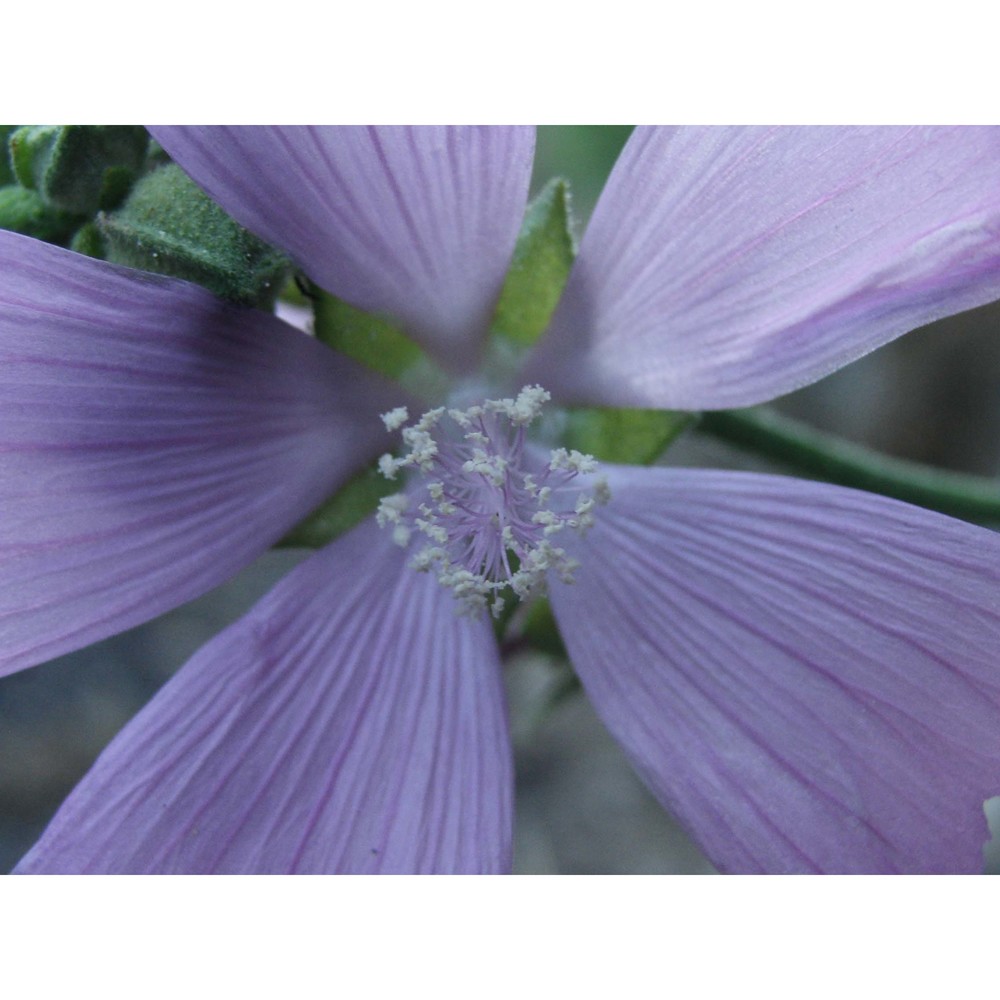 malva alcea l.