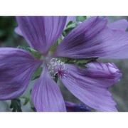 malva alcea l.