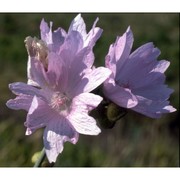 malva moschata l.