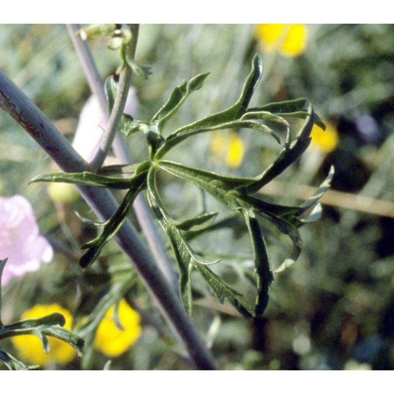 malva moschata l.