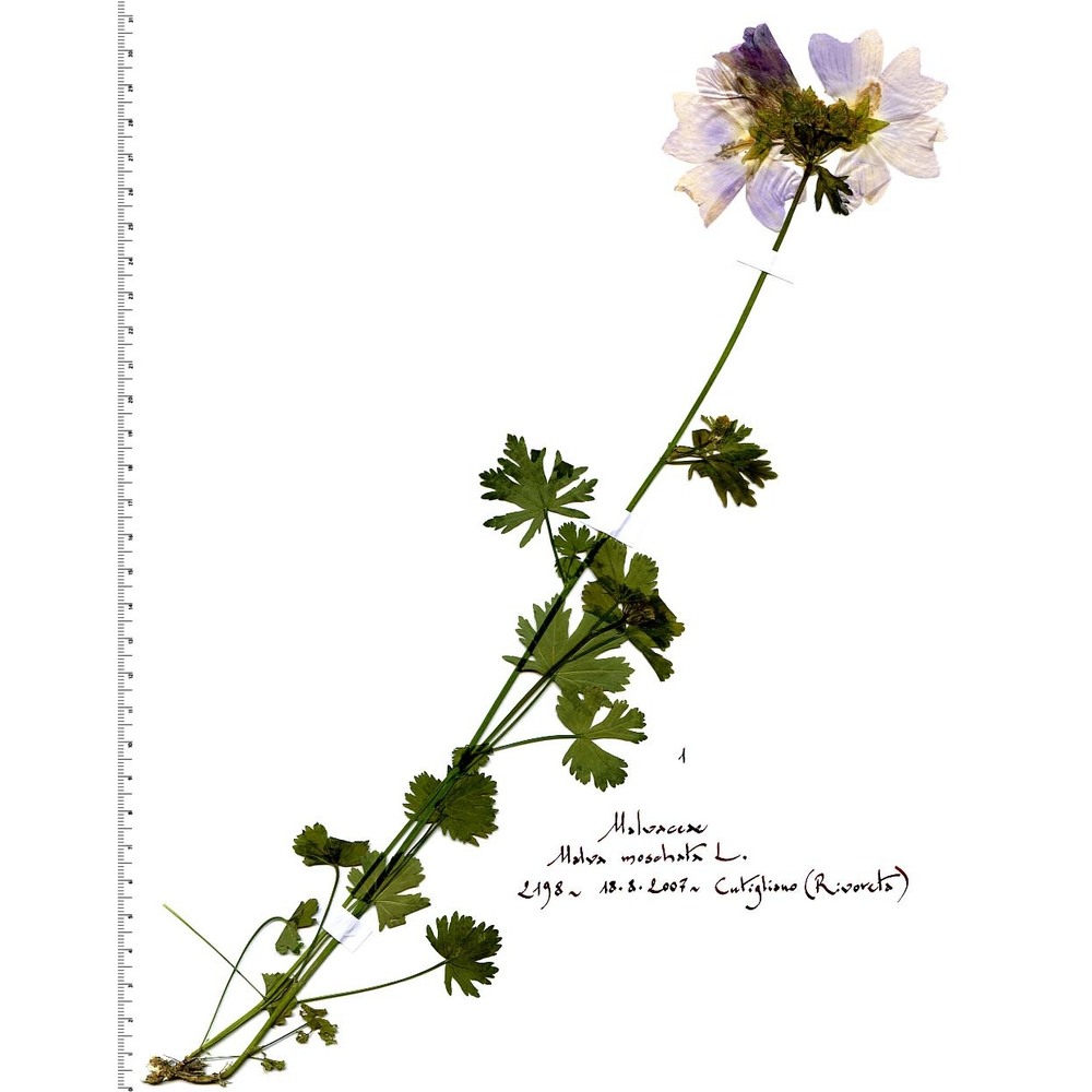 malva moschata l.