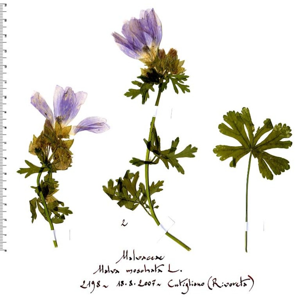 malva moschata l.