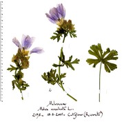 malva moschata l.