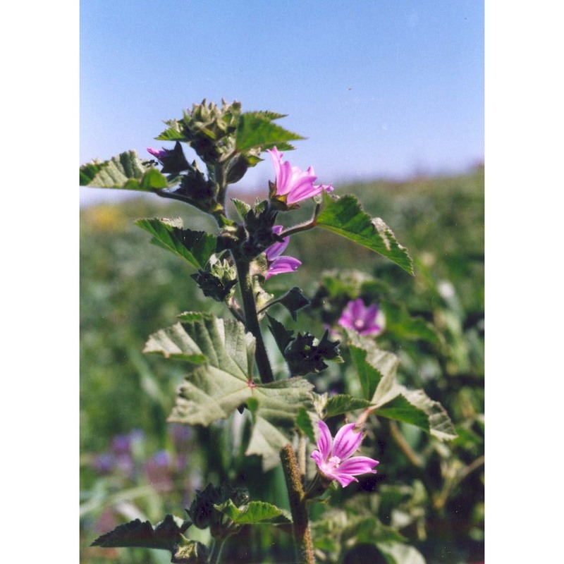 malva multiflora (cav.) soldano, banfi et galasso