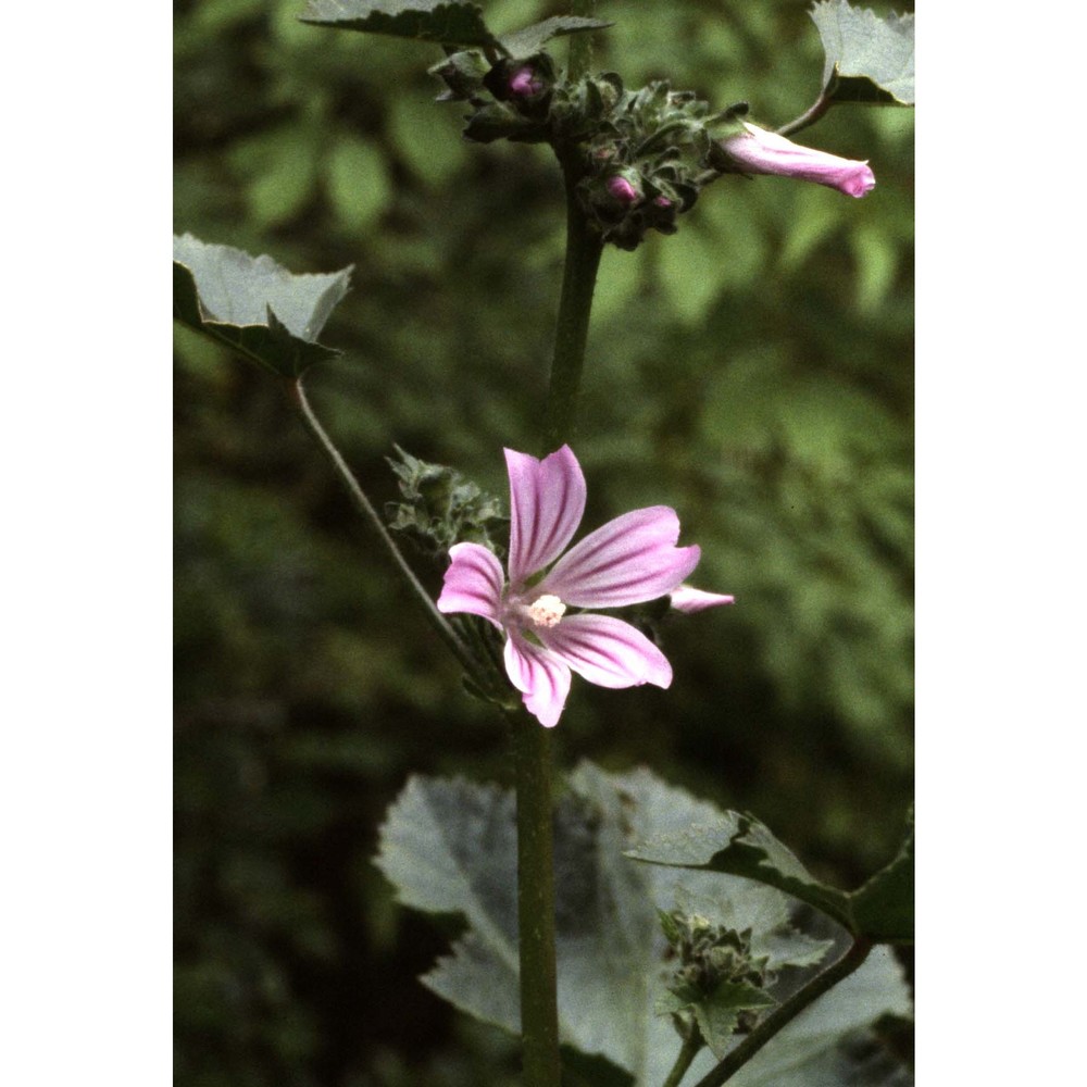 malva multiflora (cav.) soldano, banfi et galasso