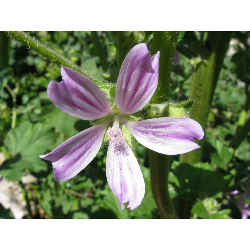 malva multiflora (cav.) soldano, banfi et galasso