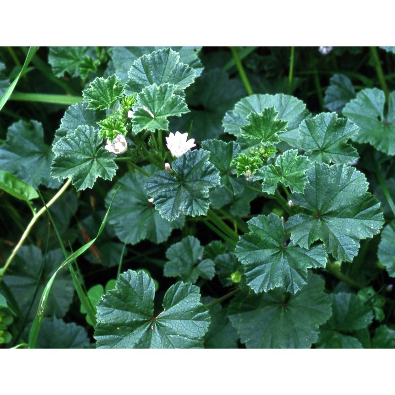 malva neglecta wallr.