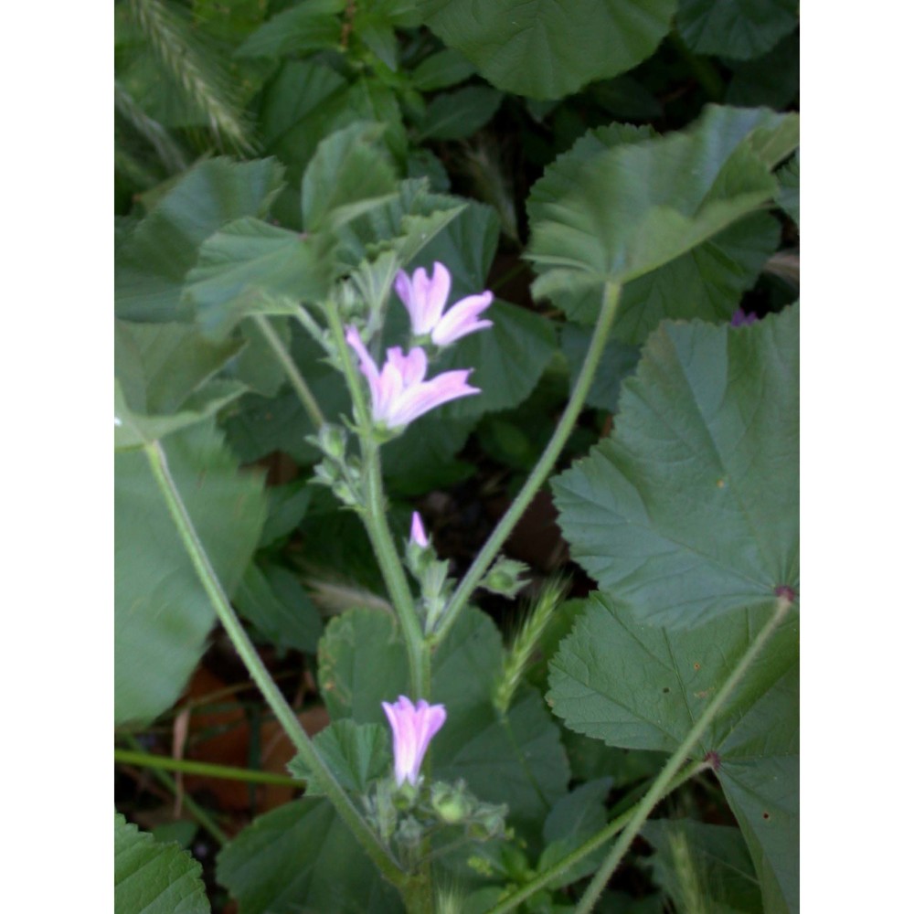 malva neglecta wallr.