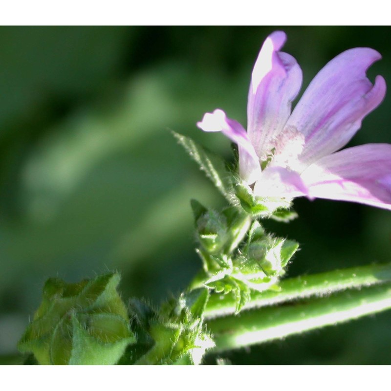 malva neglecta wallr.