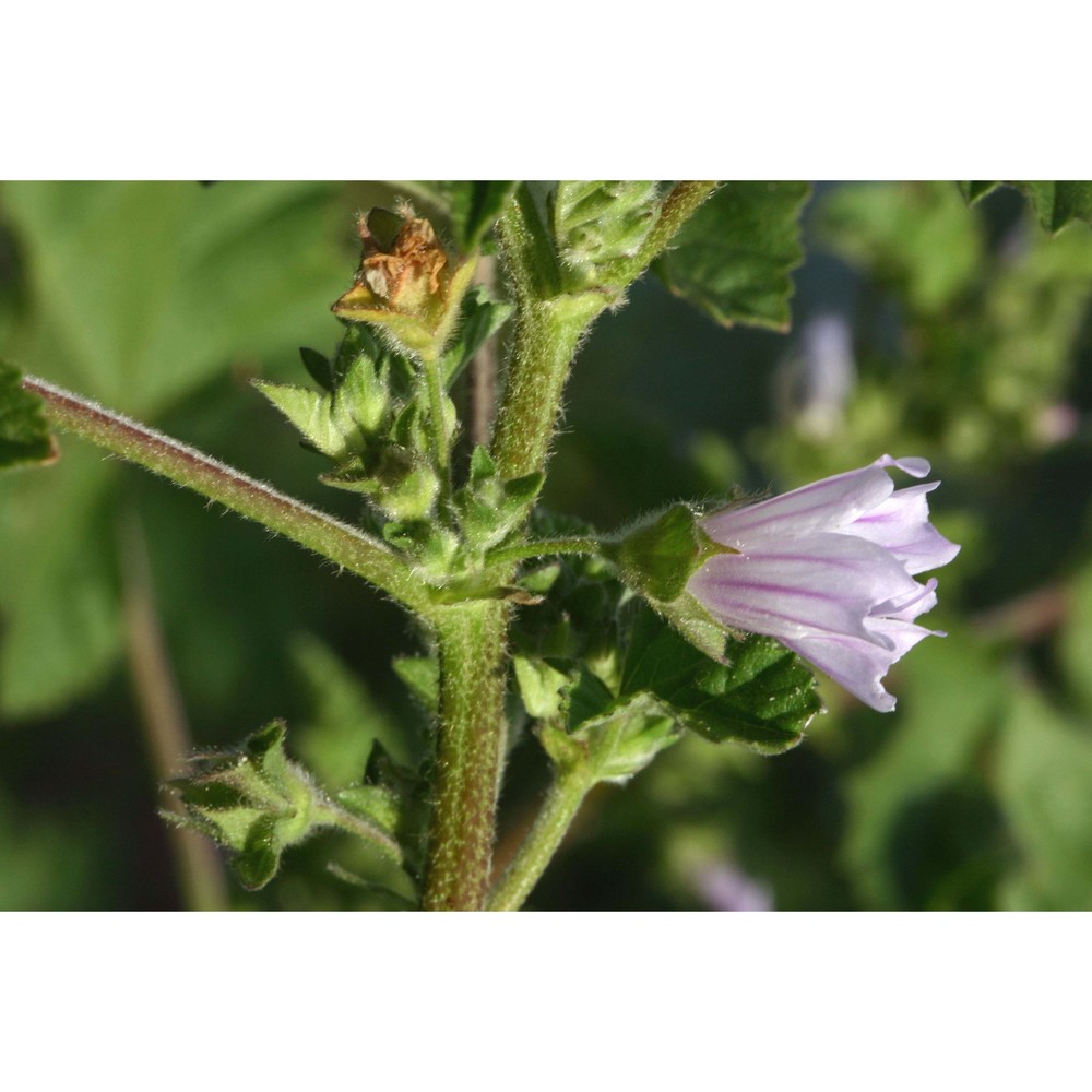 malva nicaeensis all.