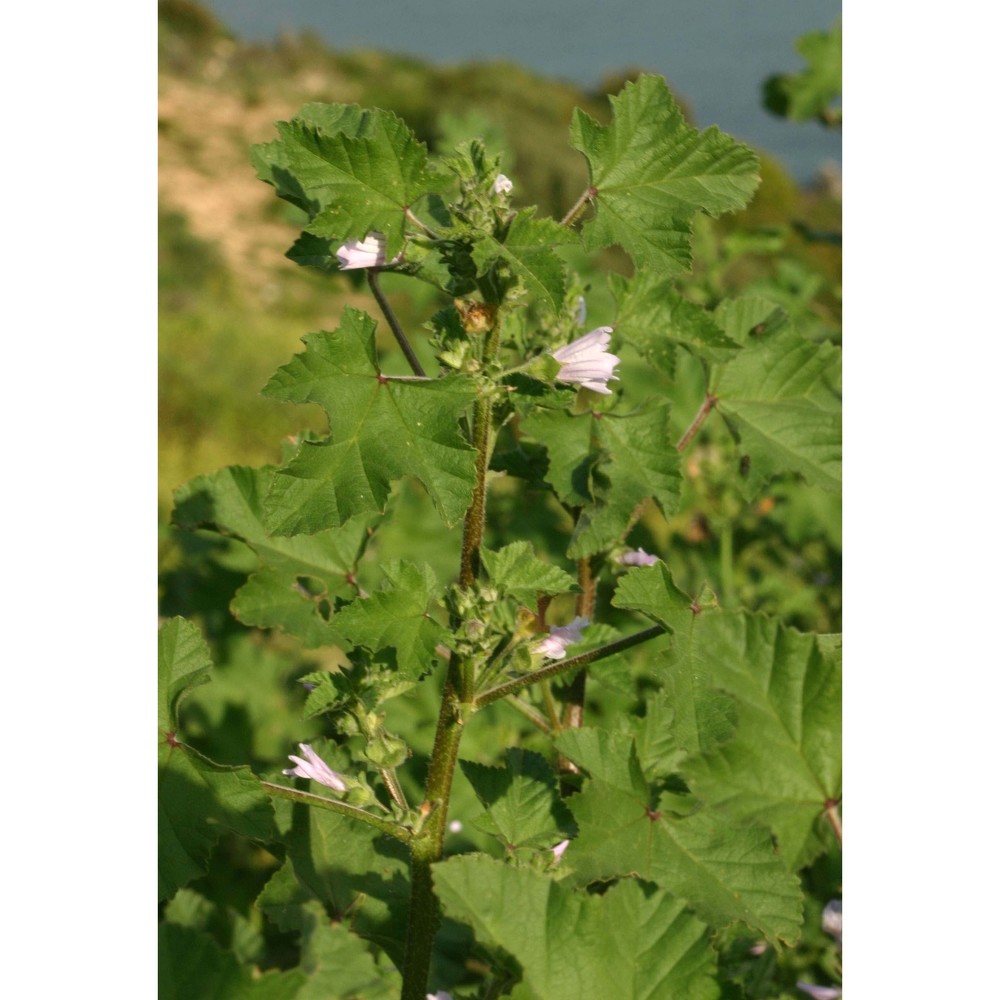 malva nicaeensis all.