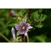 malva nicaeensis all.