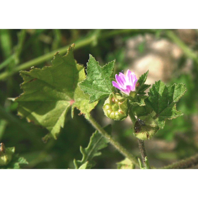 malva nicaeensis all.