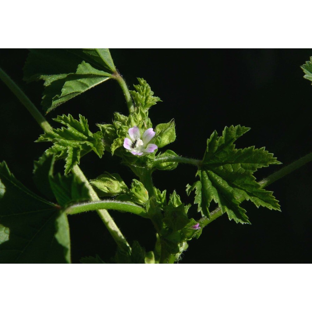 malva parviflora l.