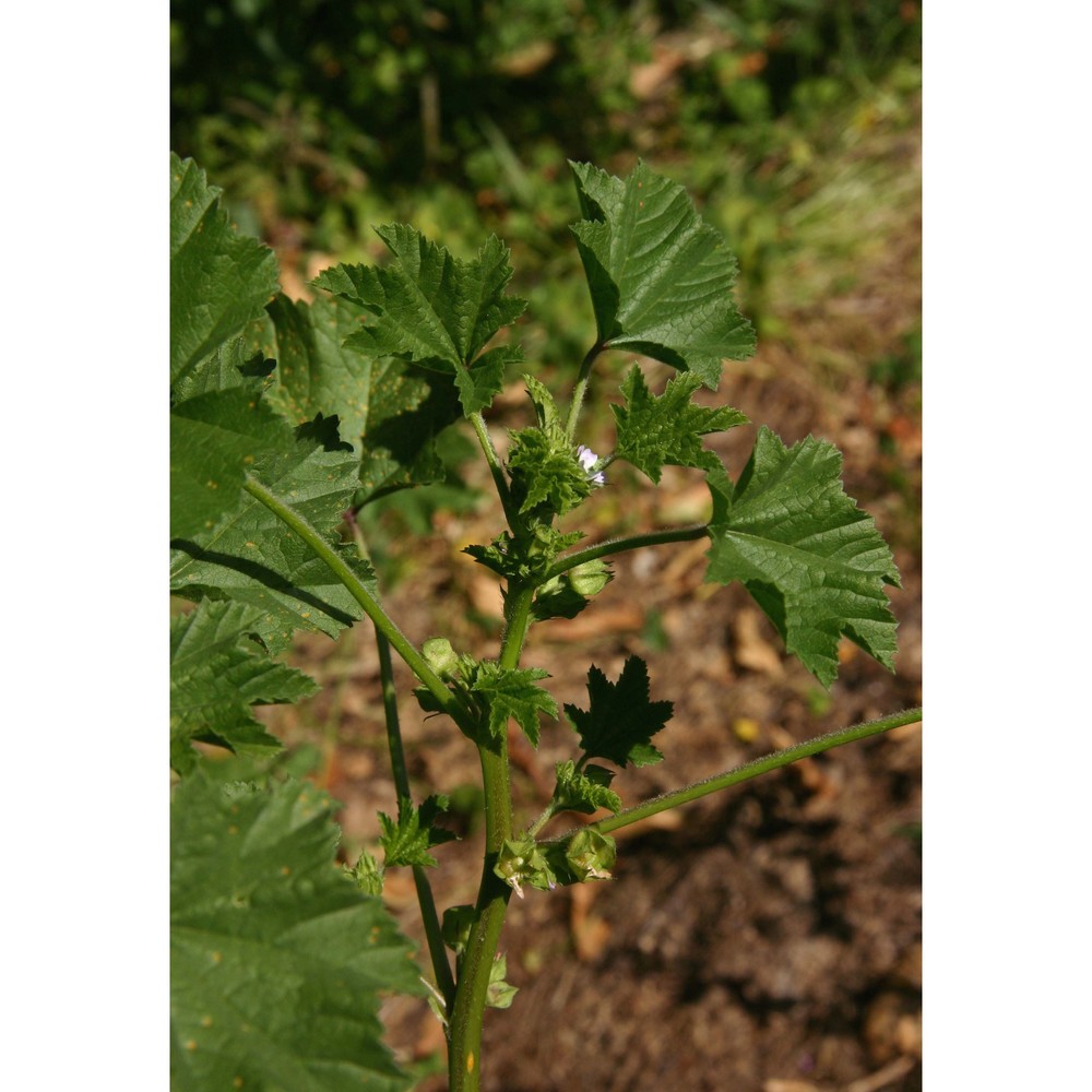 malva parviflora l.