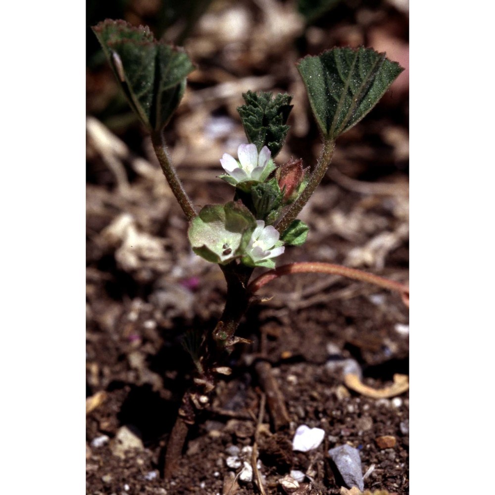 malva parviflora l.