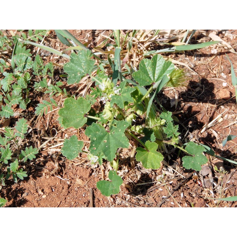 malva pusilla sm.