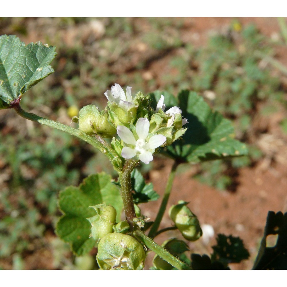 malva pusilla sm.