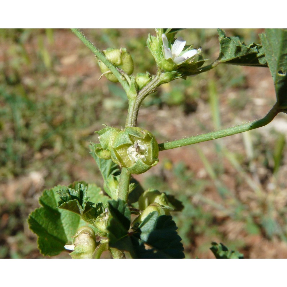 malva pusilla sm.