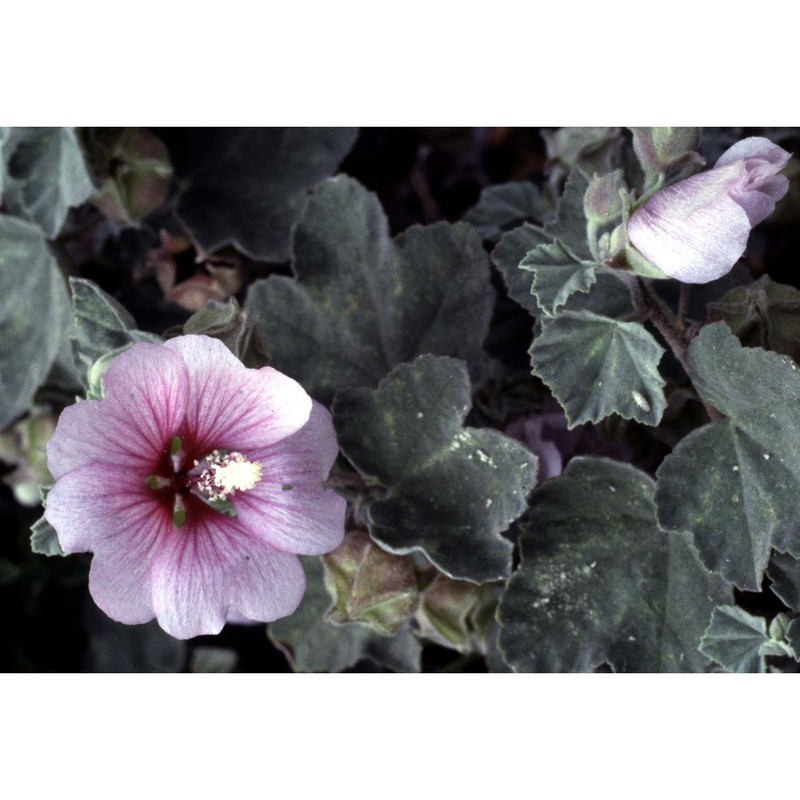 malva subovata (dc.) molero et j. m. monts. subsp. bicolor (rouy) iamonico