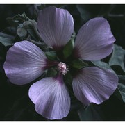 malva subovata (dc.) molero et j. m. monts. subsp. bicolor (rouy) iamonico