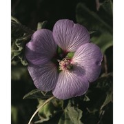 malva subovata (dc.) molero et j. m. monts. subsp. bicolor (rouy) iamonico