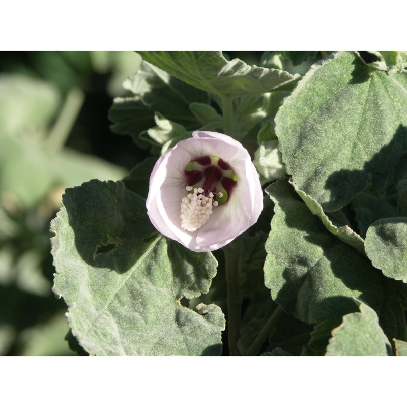 malva subovata (dc.) molero et j. m. monts. subsp. bicolor (rouy) iamonico