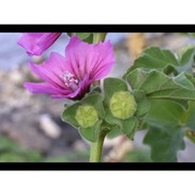 malva veneta (mill.) soldano, banfi et galasso