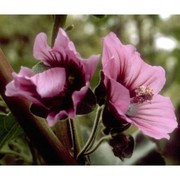 malva veneta (mill.) soldano, banfi et galasso