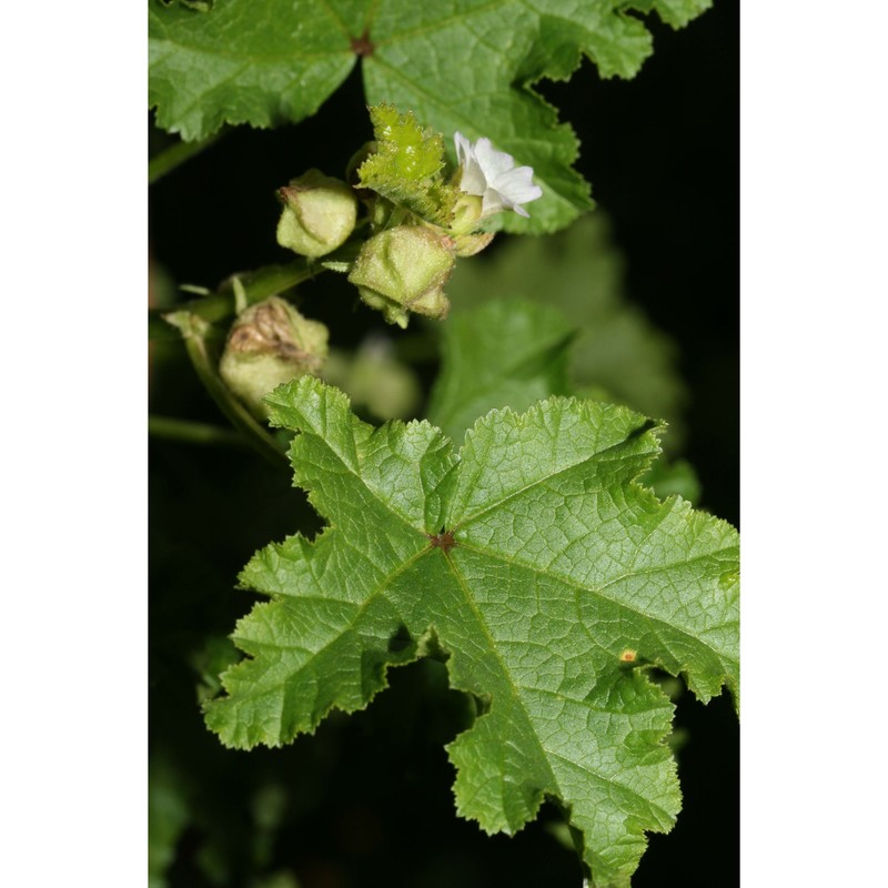 malva verticillata l.